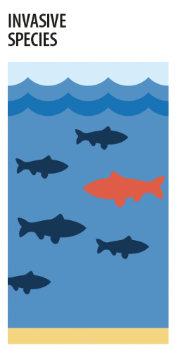 Invasive species