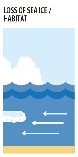 Loss of sea ice/habitat