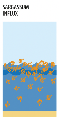 Sargassum influx