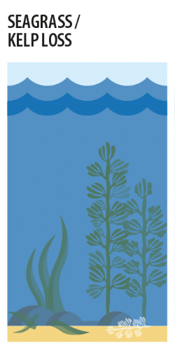 Seagrass/kelp loss
